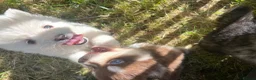 Pomsky dogs for sale: Pomsky puppies  - Advert 7