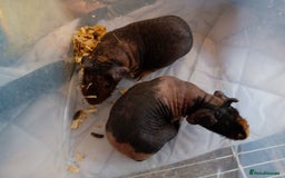 Guinea Pig rodents for sale: Skinny pigs  - Advert 4