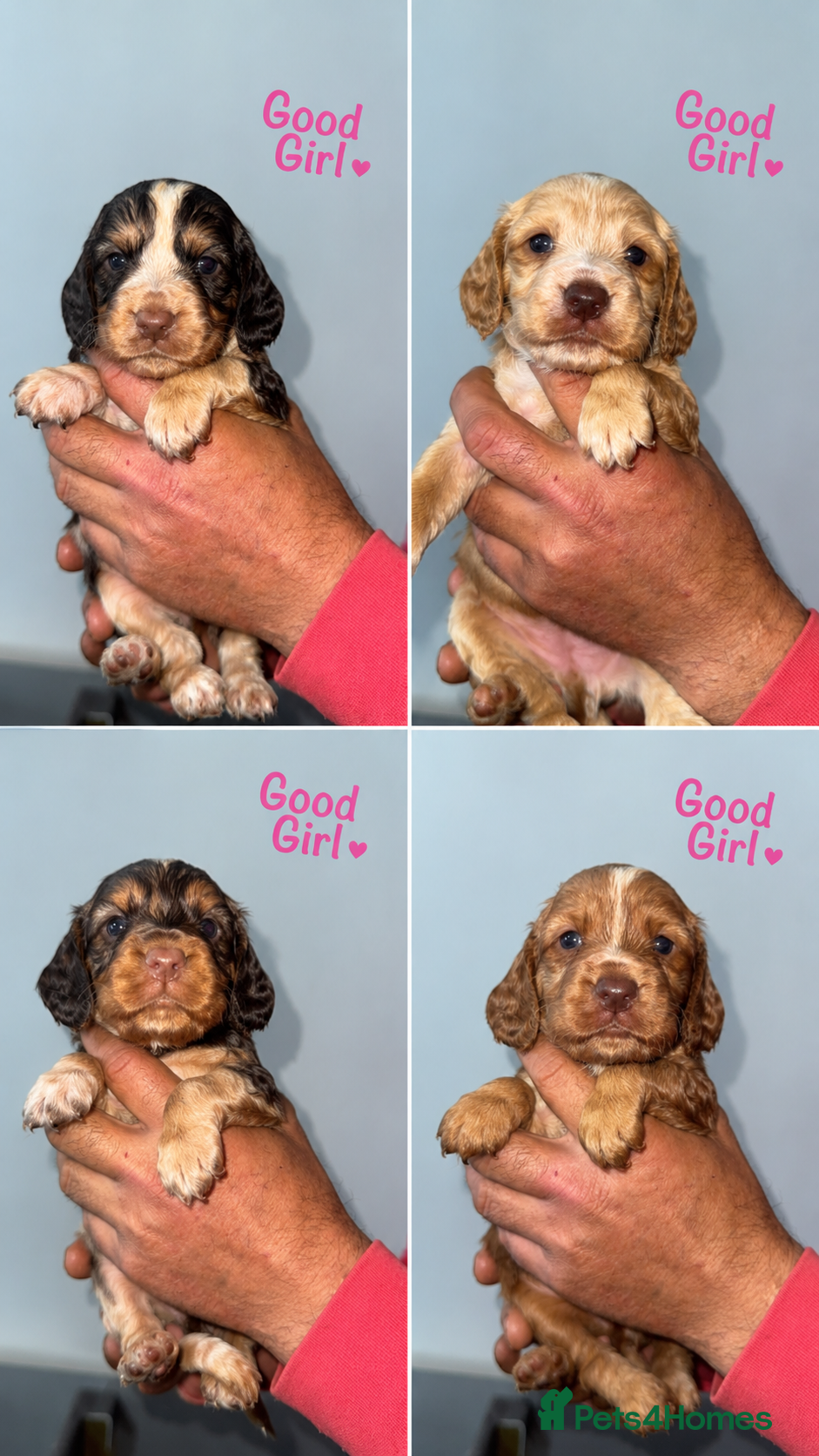 Cocker Spaniel dogs Full pedigree beautiful show cocker spaniels  - Advert 6