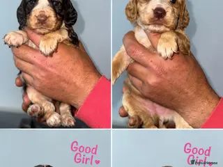 Cocker Spaniel dogs Full pedigree beautiful show cocker spaniels - Advert 6