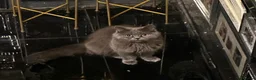 British Longhair cats for sale: British shorthair  - Advert 1