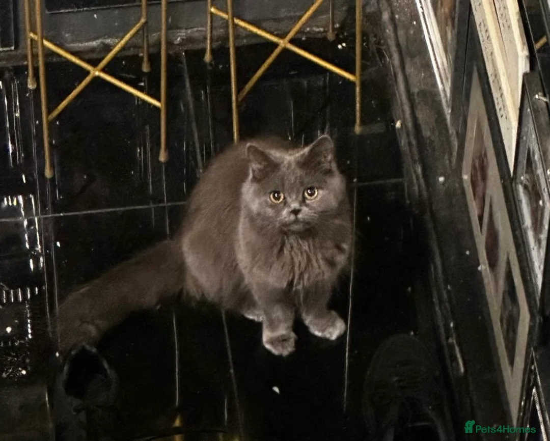 British Longhair cats for sale: British shorthair  - Advert 1