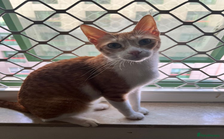 Mixed Breed cats - Advert 7
