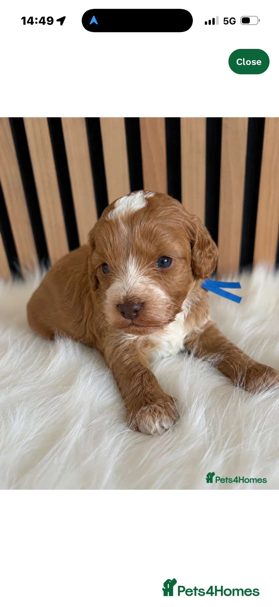 Cockapoo dogs ♦️🐾 F1 Cockapoo Puppies •  Pedigree •DNA Tested✅  - Advert 14