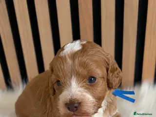 Cockapoo dogs ♦️🐾 F1 Cockapoo Puppies • Pedigree •DNA Tested✅ - Advert 14