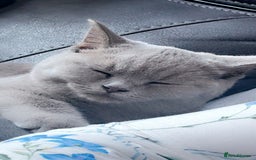British Shorthair cats for sale: British short hair - Image 4