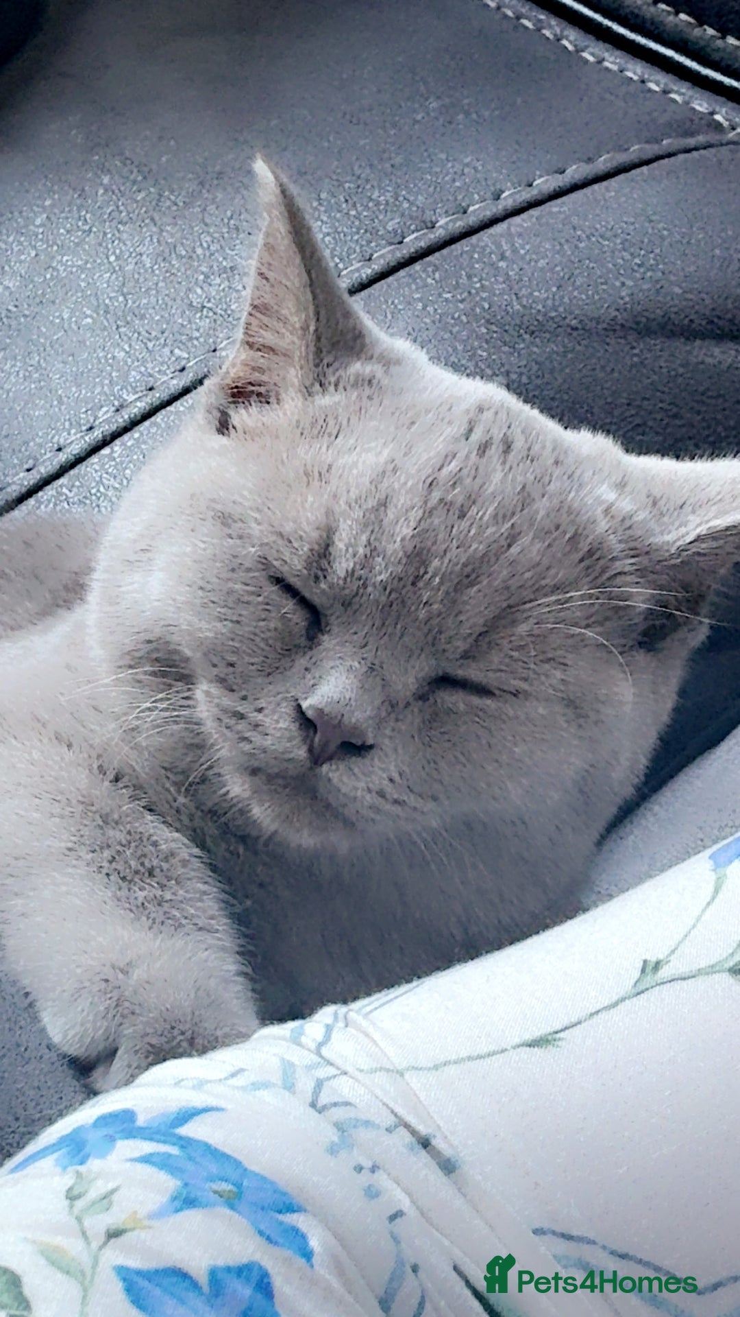 British Shorthair cats for sale: British short hair - Image 4
