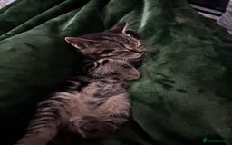 American Shorthair cats for sale: Tabby Kitten  - Image 10