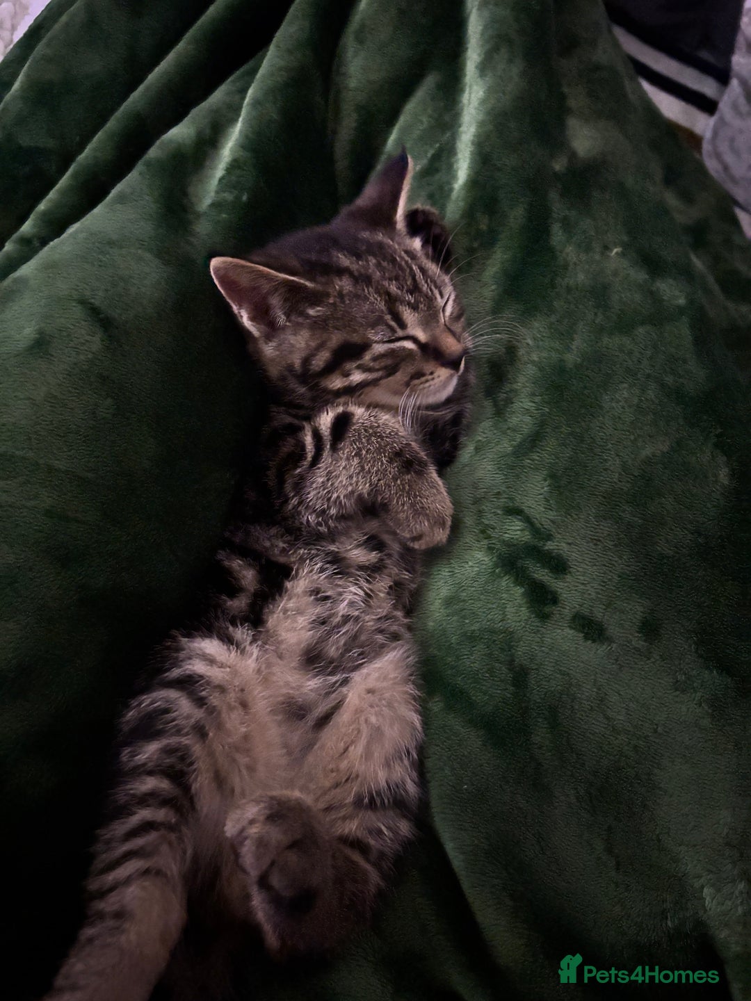 American Shorthair cats for sale: Tabby Kitten  - Image 10