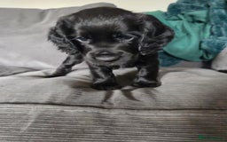Cocker Spaniel dogs for sale: *****Ready Now KC working cocker spaniels***** - Image 6