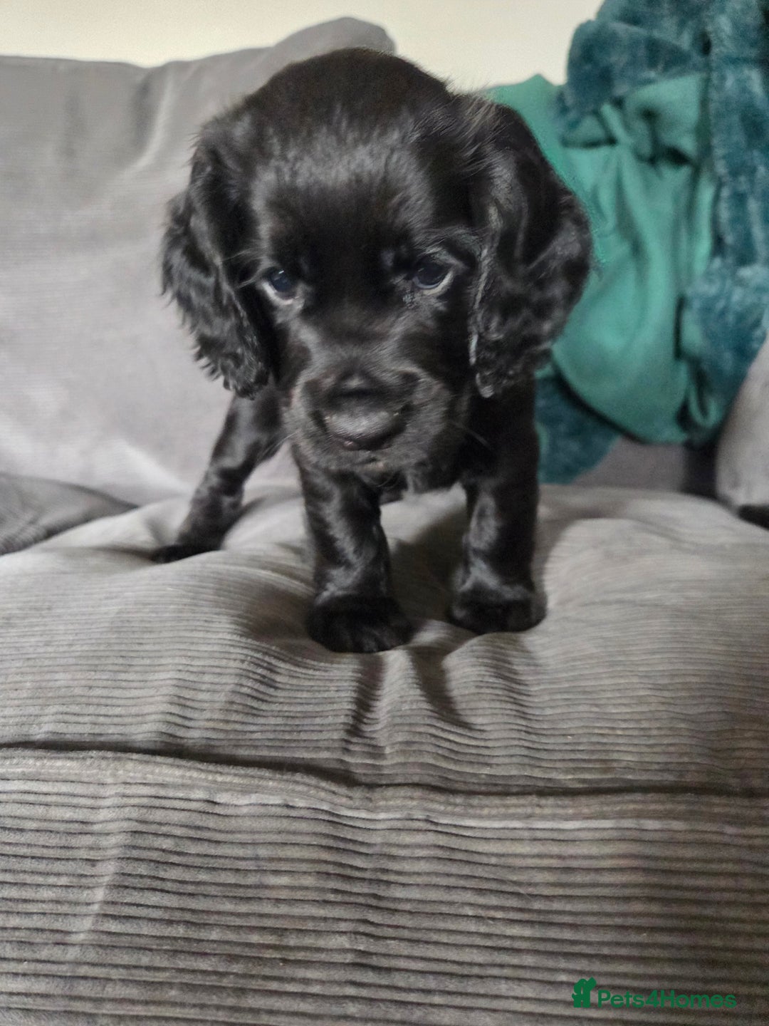 Cocker Spaniel dogs for sale: *****Ready Now KC working cocker spaniels***** - Image 6