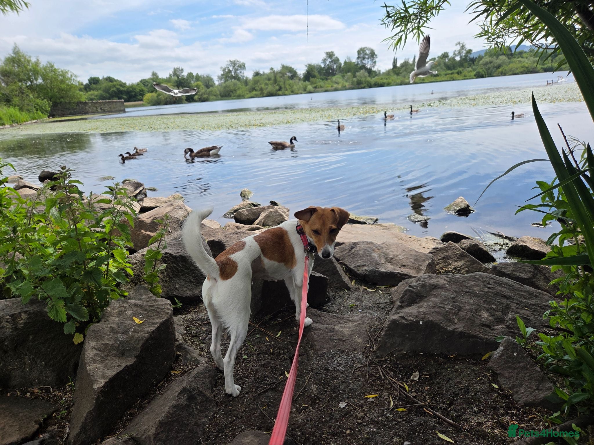Mixed Breed dogs Adorable Rescue puppy Suza for Adoption - Advert 1