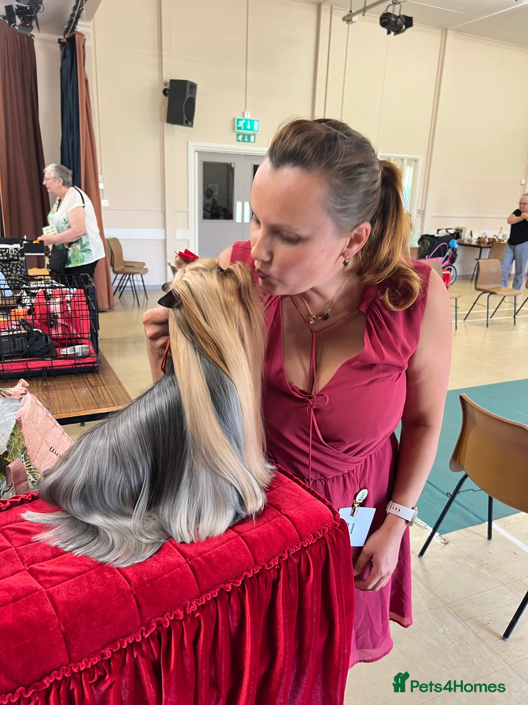 Yorkshire Terrier dogs for stud: Stunning UK champion small stud dog DNA tested in Rotherham - Advert 17