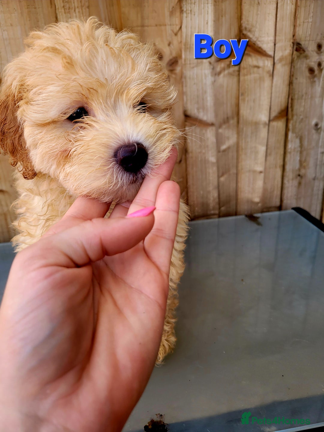 Maltipoo dogs for sale: Adorable Maltipoo Puppies for sale-ONE BOY LEFT - Image 12