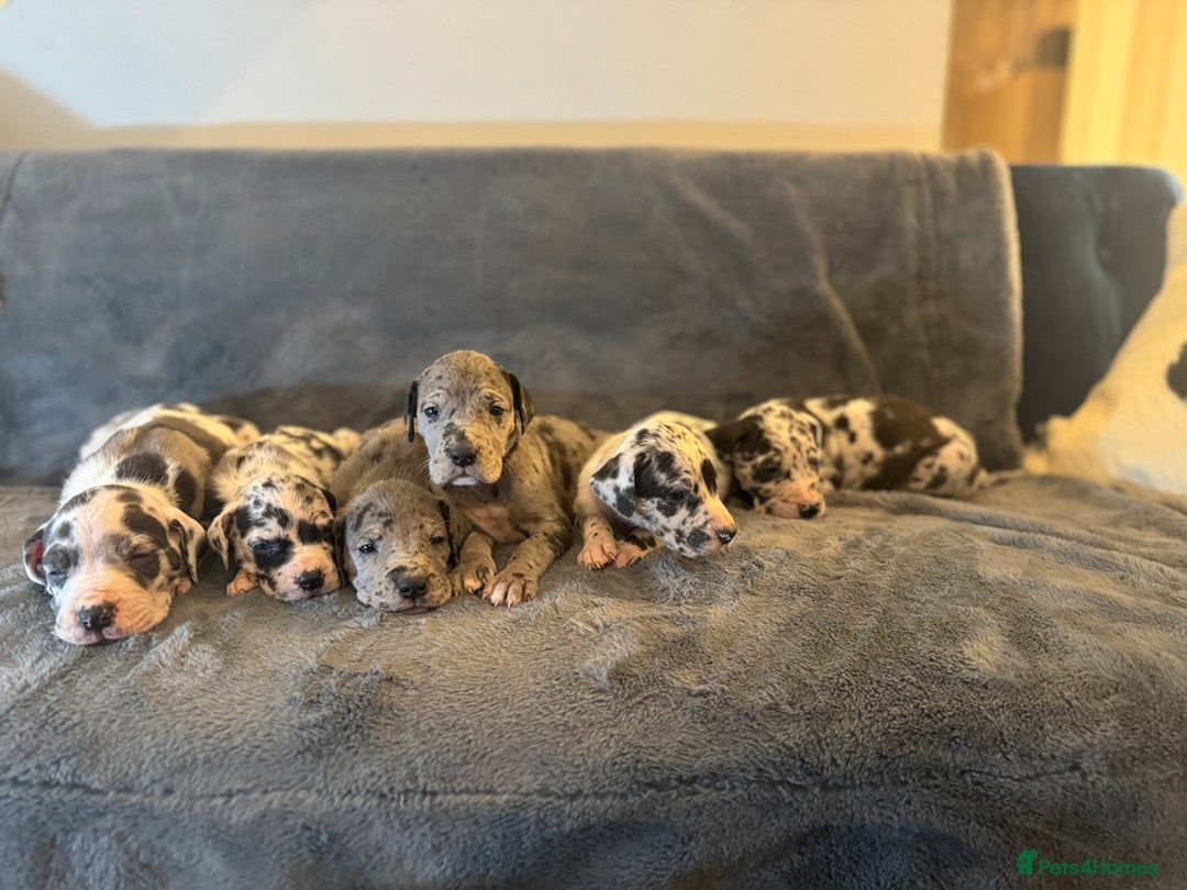 Great Dane dogs for sale: Outstanding litter of Great Danes  - Image 13