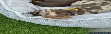 Miniature Dachshund 4