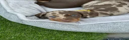 Miniature Dachshund dogs for sale: Ready now One Absolutely stunning boy left  - Advert 24