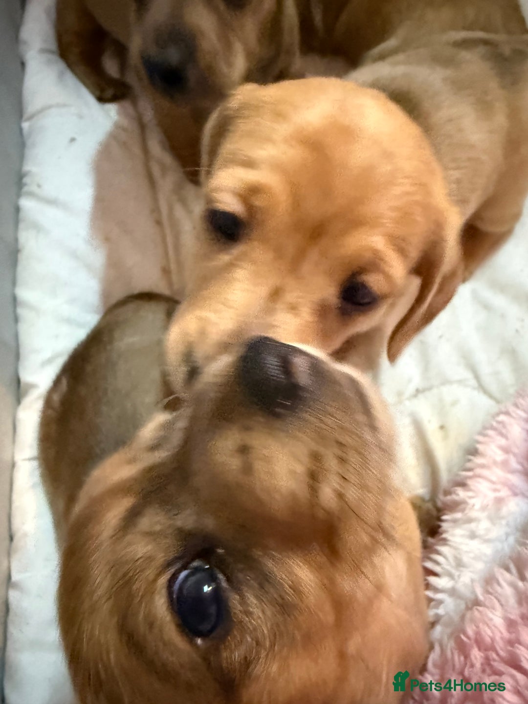 Miniature Dachshund dogs for sale: Four beautiful miniature dachshund  - Advert 17