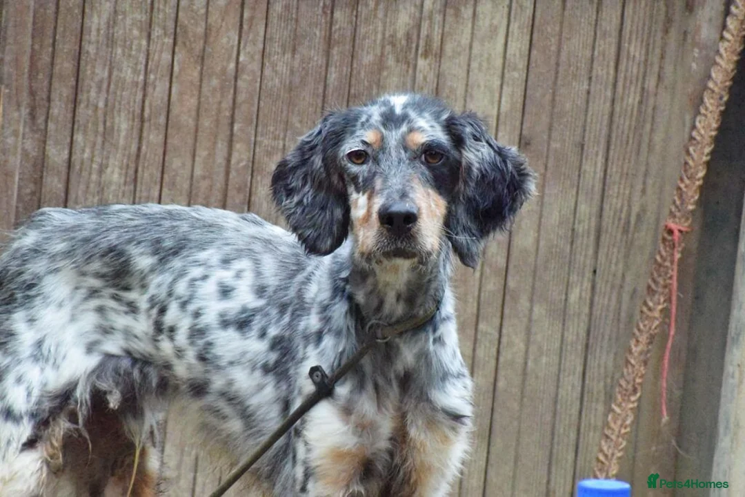 English Setter dogs for adoption: Fuet  in Worthing - Advert 1