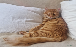 Mixed Breed cats for adoption: Sweet, gentle Kip is looking for a home - Image 1