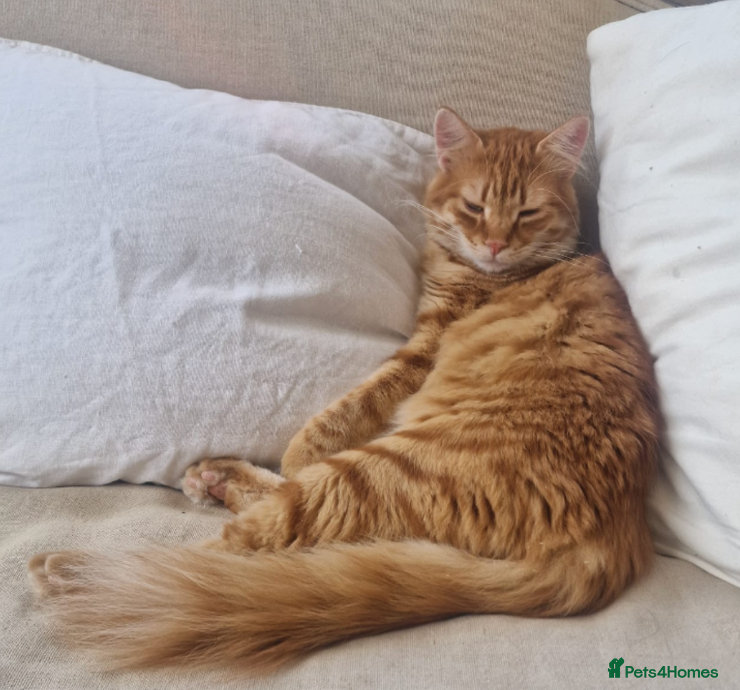 Mixed Breed cats for adoption: Sweet, gentle Kip is looking for a home - Image 1