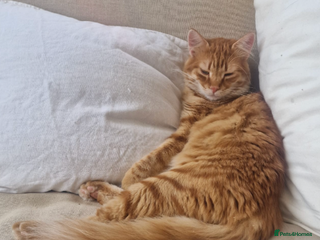Mixed Breed cats Sweet, gentle Kip is looking for a home - Advert 15