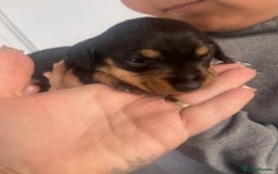 Dachshund dogs for sale: Dachshund puppies  - Image 5
