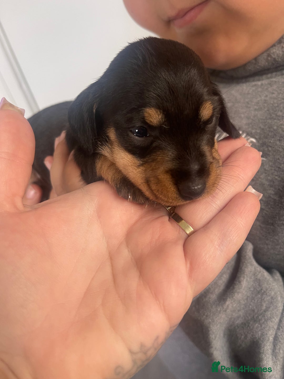 Dachshund dogs for sale: Dachshund puppies  - Image 5