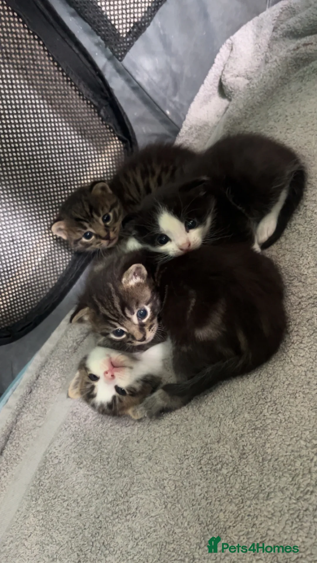 Mixed Breed cats for sale: 4 beautiful mixed breed kittens in Newton Abbot - Advert 2