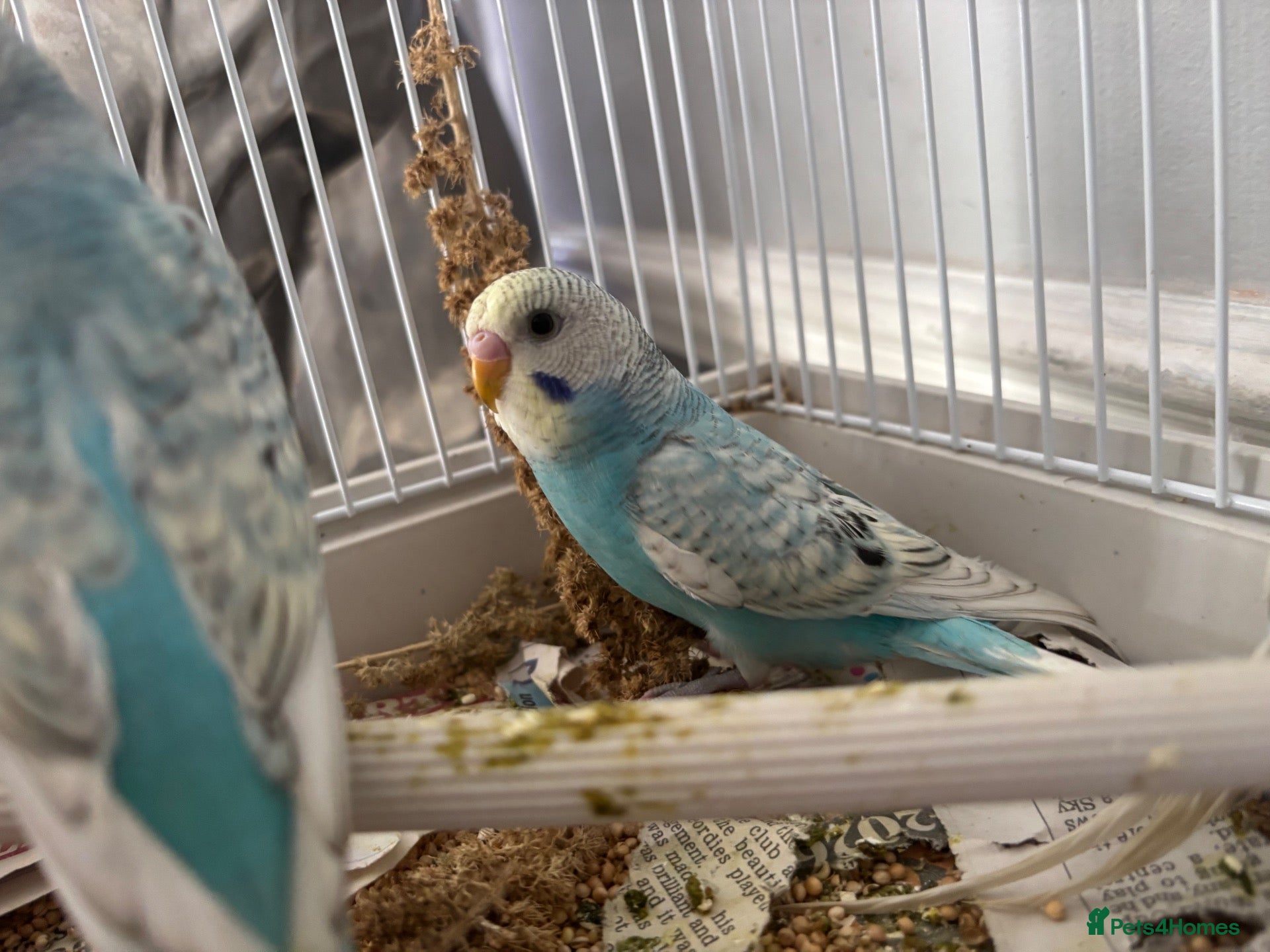 Budgerigars birds Beautiful baby budgies - Advert 1