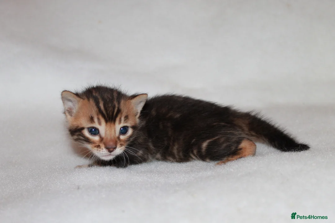 Bengal cats for sale: TICA BENGAL KITTENS FOR SALE - READY 23/04/26 - Advert 13