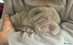 Shar Pei dogs for sale: Stunning litter of kc reg Shar Pei puppies  - Advert 2