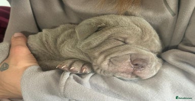 Shar Pei dogs - Advert 16