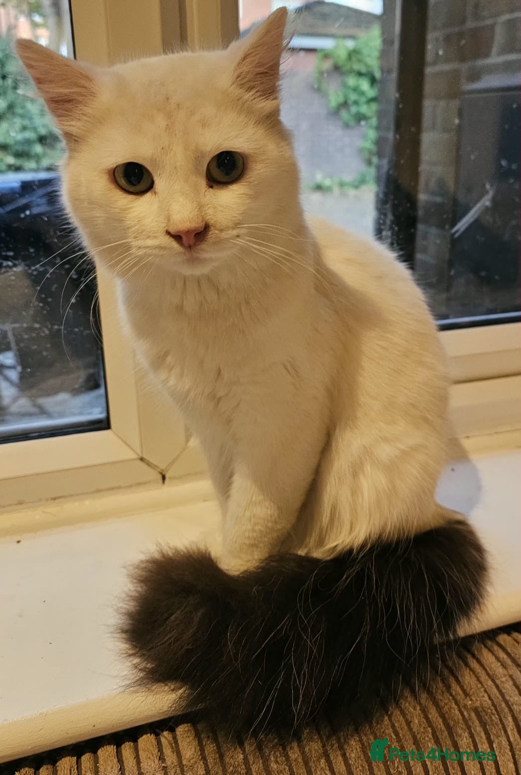 Domestic Shorthair cats Adult Rescue Cat Looking for a Forever Home - Advert 5