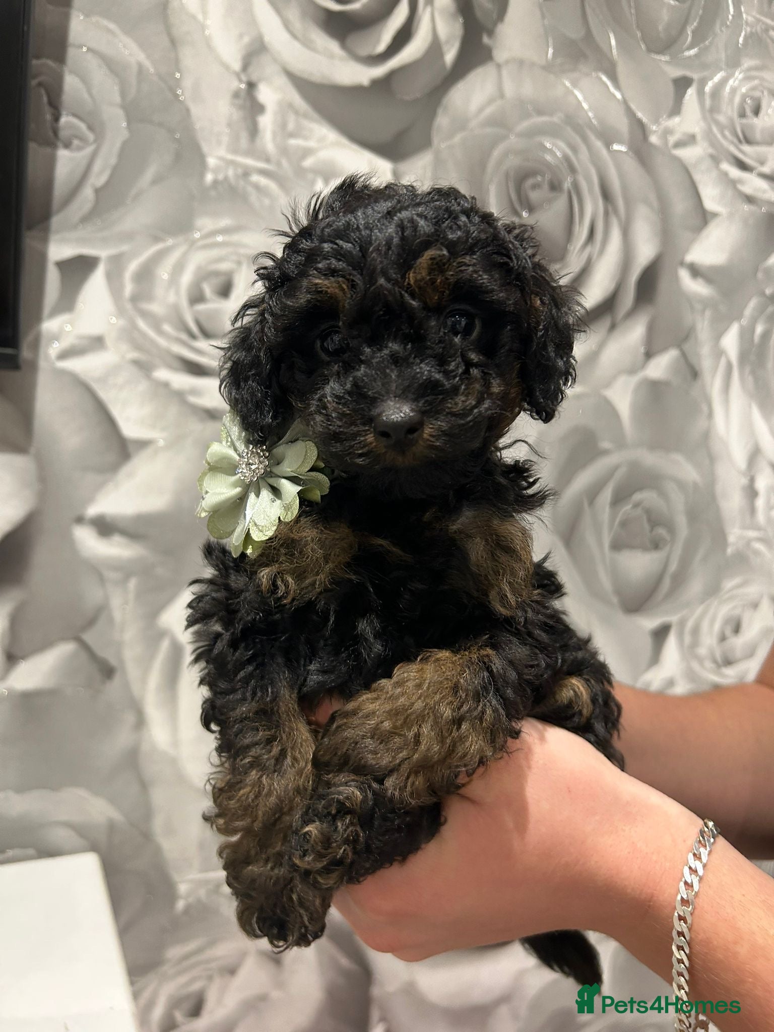 Cavapoo dogs  ** /TOY MULTI GEN CAVAPOO BOY - Advert 3