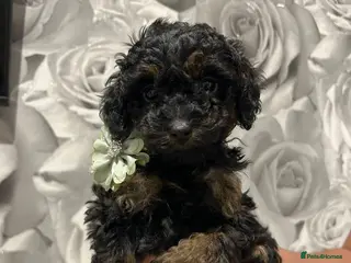 Cavapoo dogs ** /TOY MULTI GEN CAVAPOO BOY - Advert 3