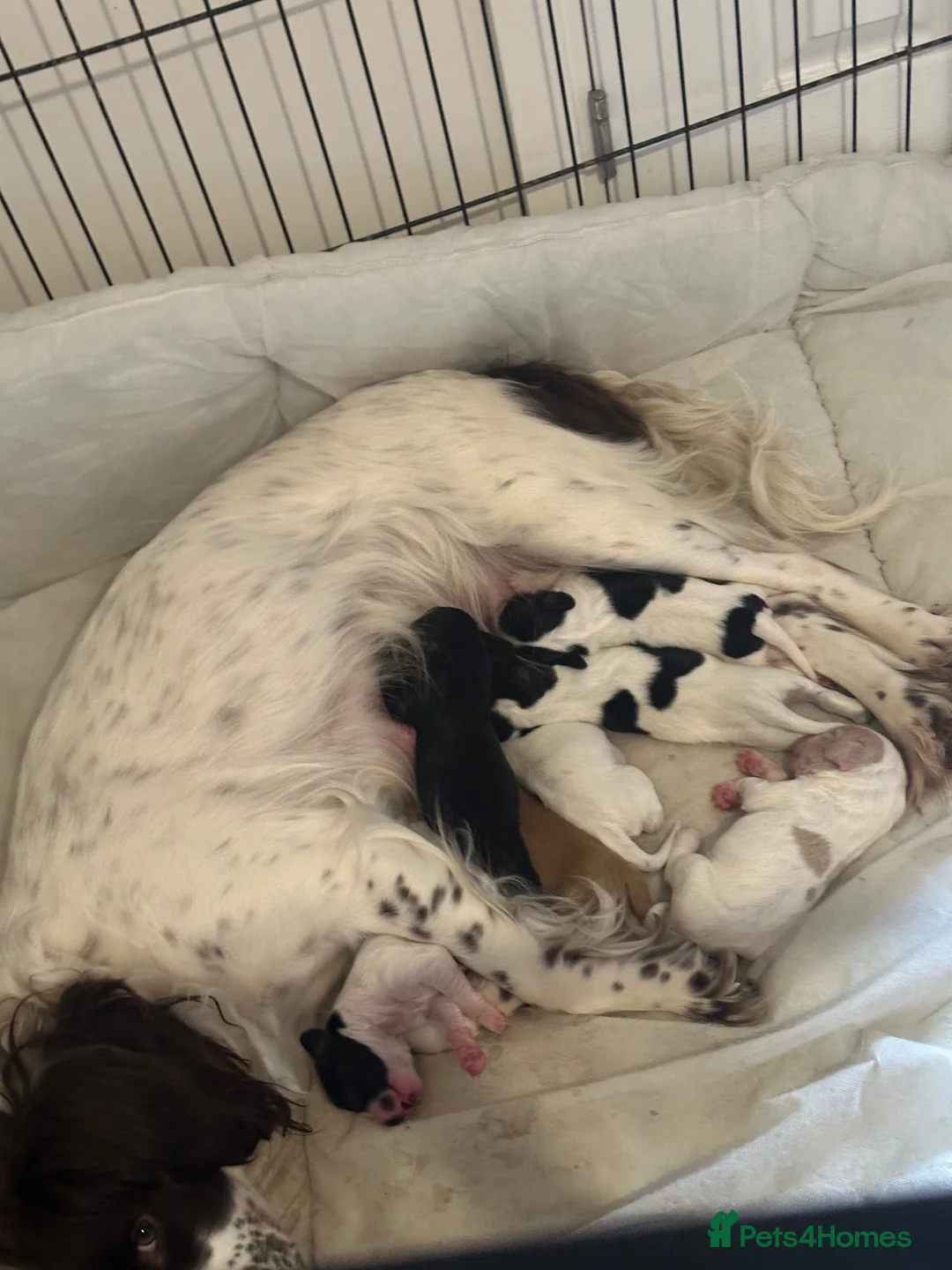 Sprocker dogs for sale: Last of the litter ready now  - Advert 1