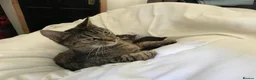 Domestic Shorthair cats for sale: CUDDLY KITTEN - Advert 3