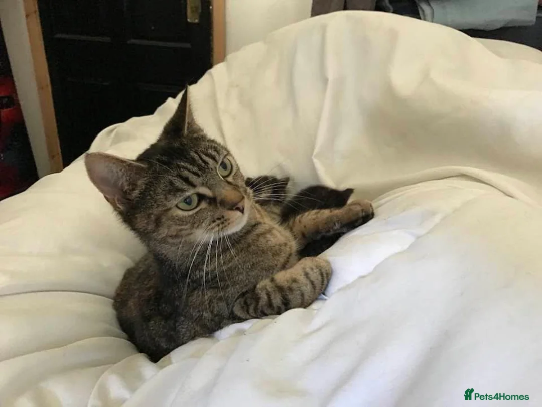 Domestic Shorthair cats for sale: CUDDLY KITTEN - Advert 3