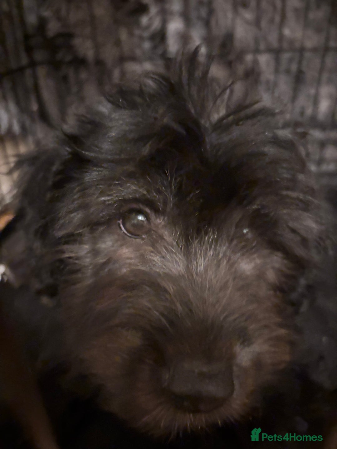 Mixed Breed dogs for sale: Pomeranian x Chihuahua puppies  - Advert 7