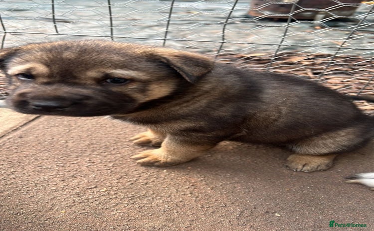 Shepsky dogs - Advert 1