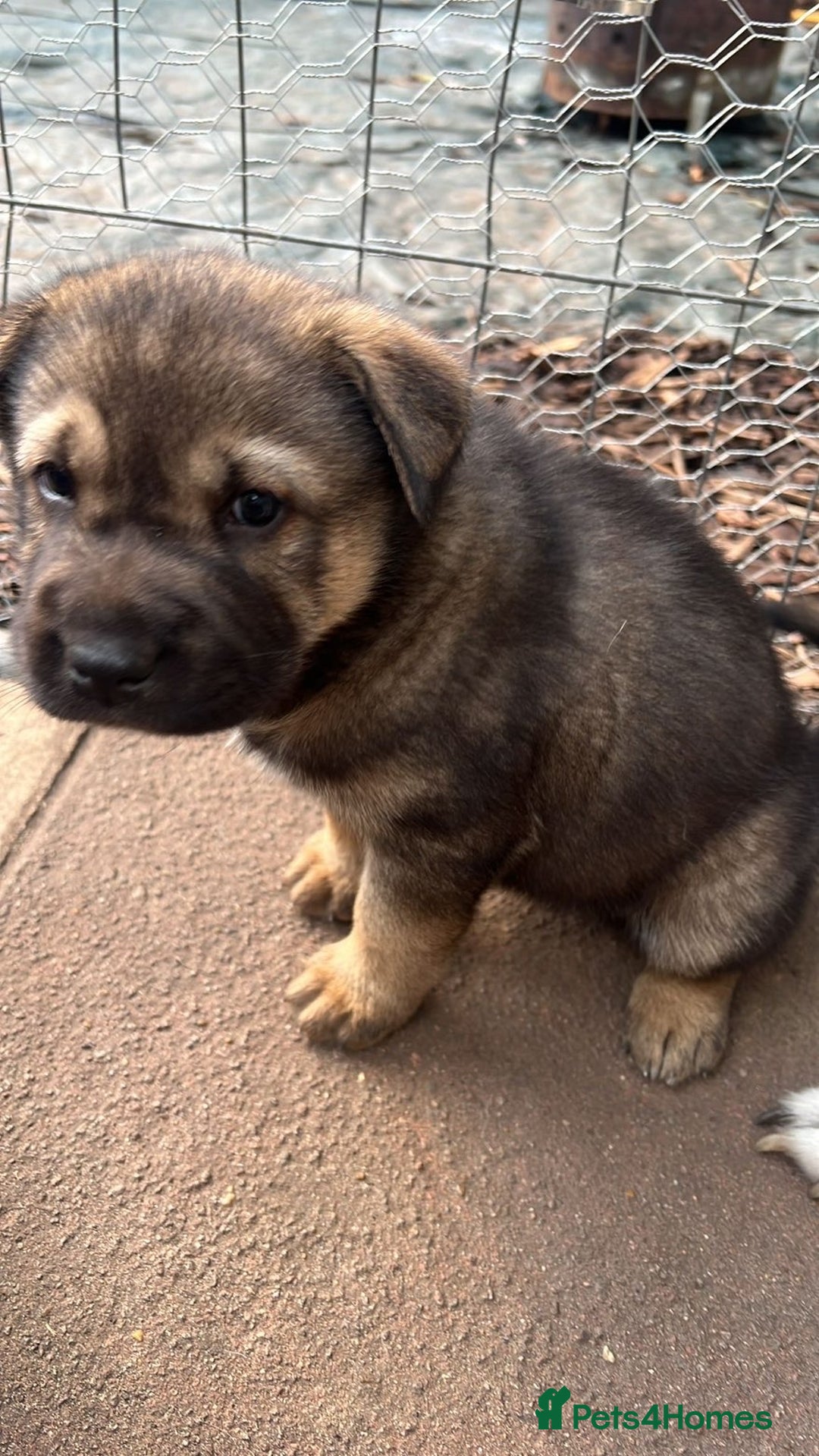 Shepsky dogs for sale: Shepski - Image 1