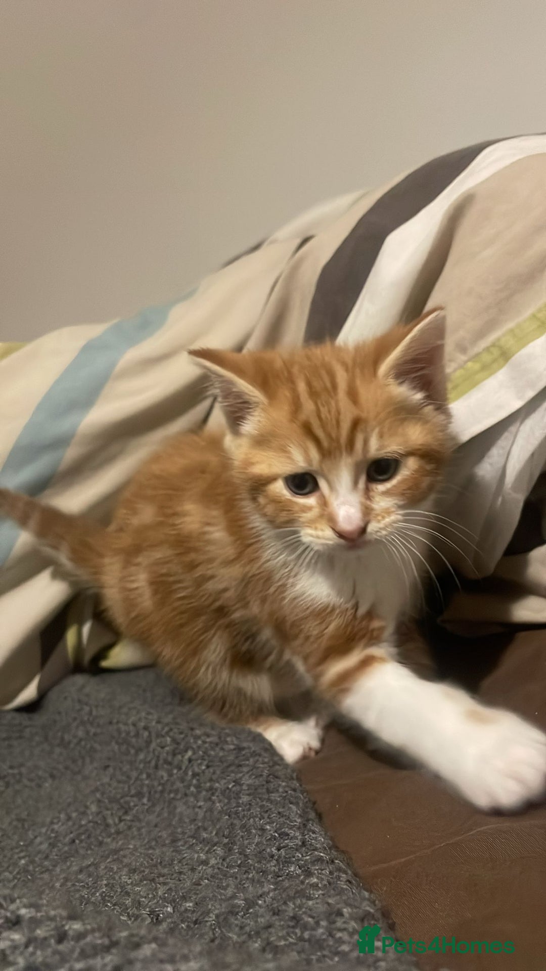 Mixed Breed cats for sale: 4 Kittens available - Advert 2