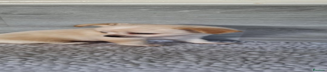 Chihuahua Puppy 4