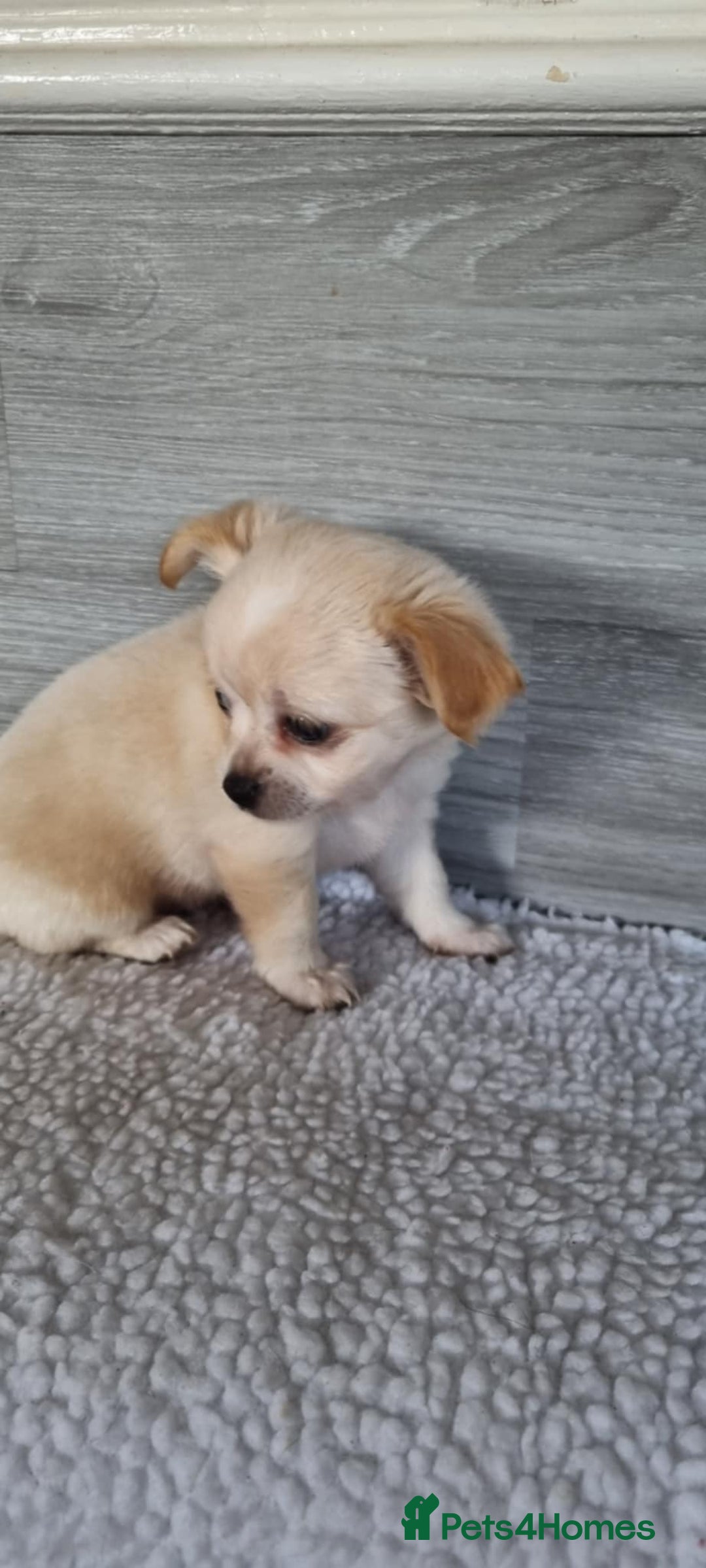 Chihuahua dogs for sale: Cute as a Button: Friendly Chihuahua Puppies - Image 4