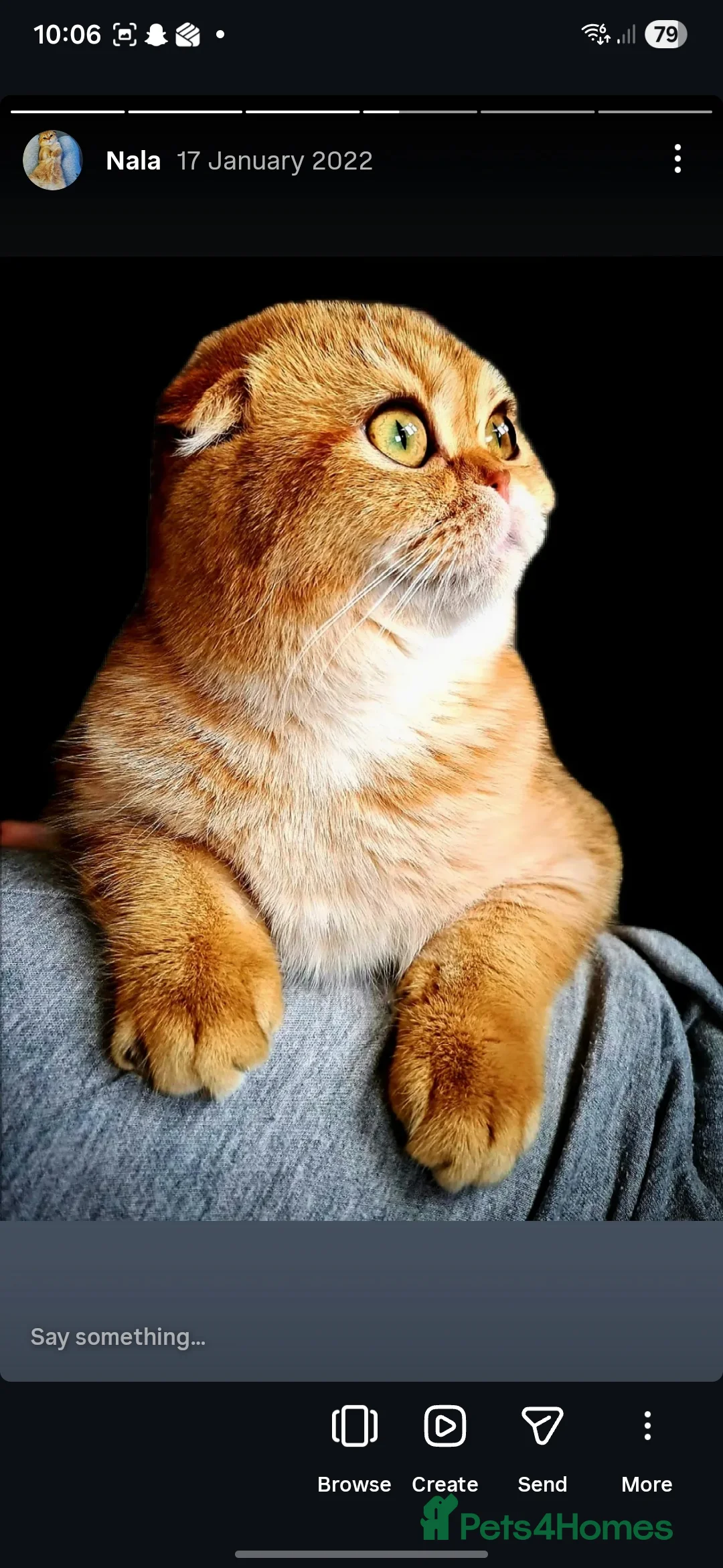 Scottish Fold cats for sale: TICA Registered Retired Queen - Advert 5