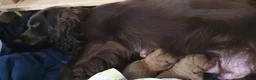 Cockapoo dogs for sale: Stunning cockapoos - Advert 14