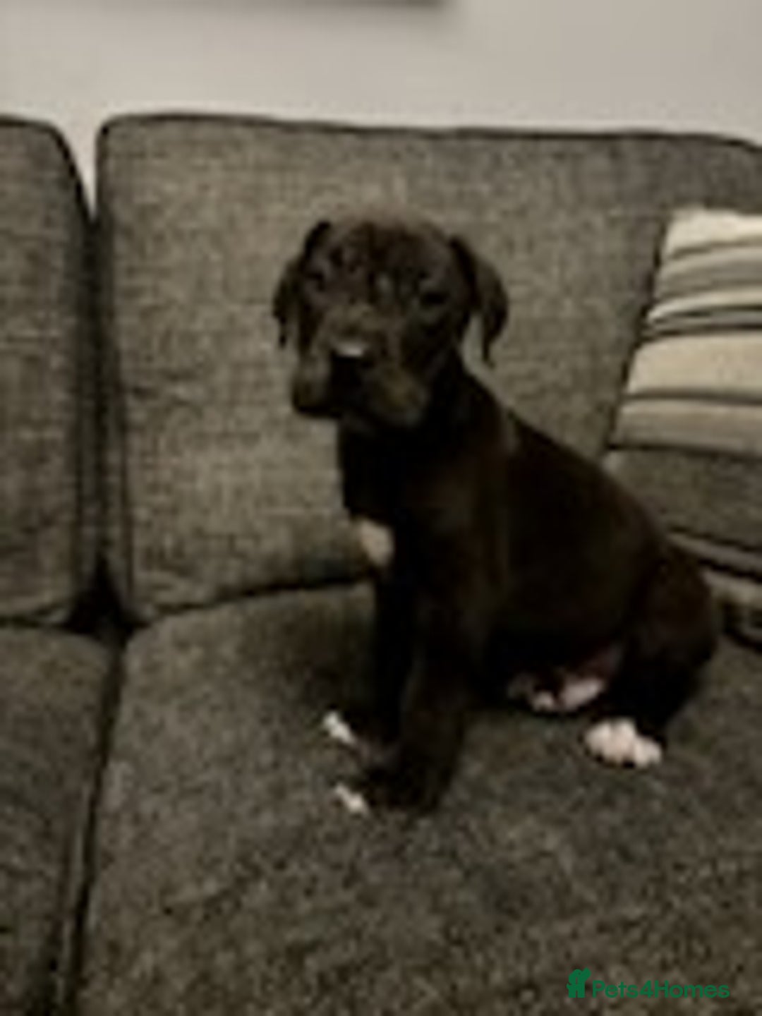 Mixed Breed dogs for sale: Mastiff x Great Dane  - Advert 5
