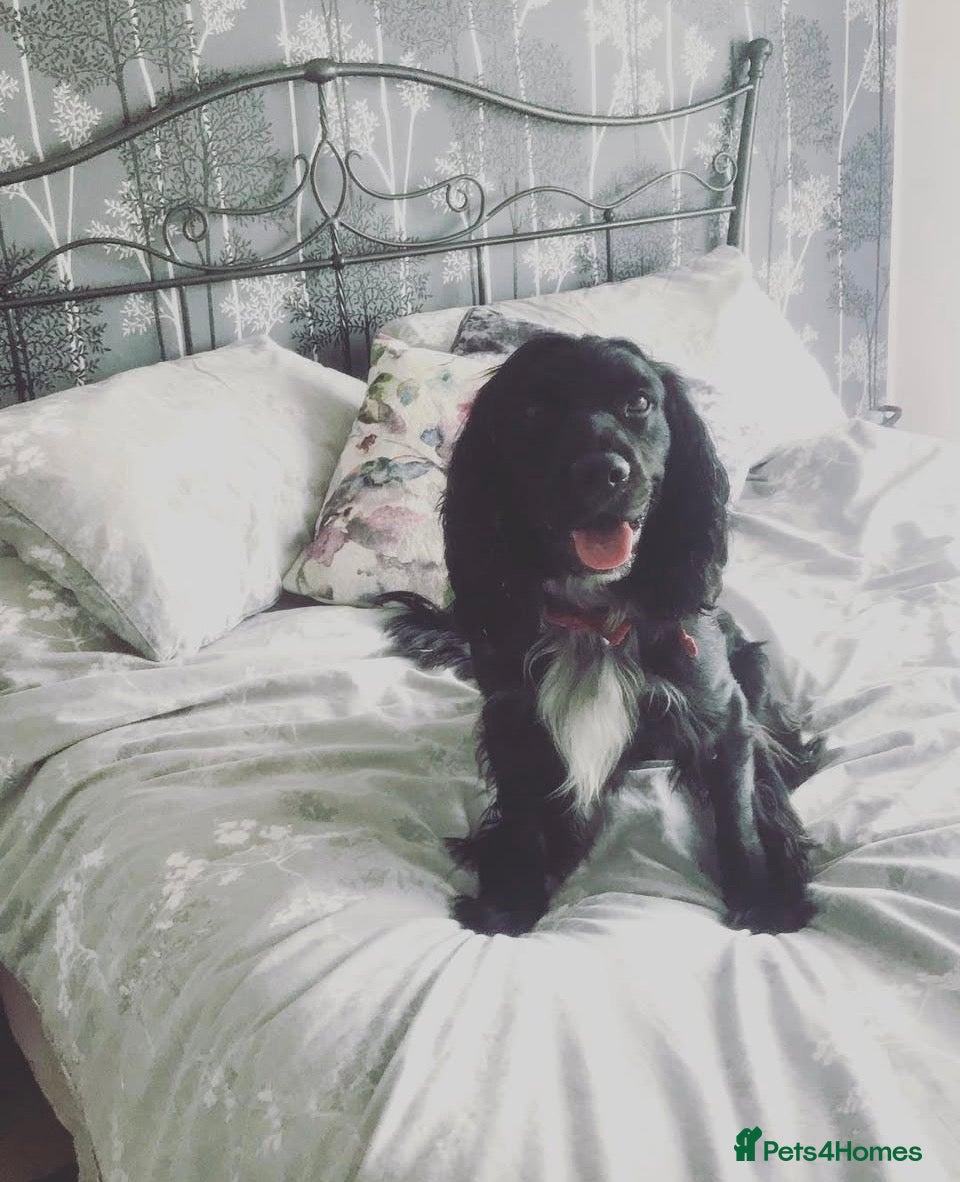 Archie 