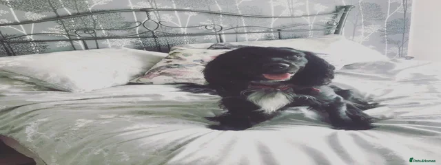 Archie 